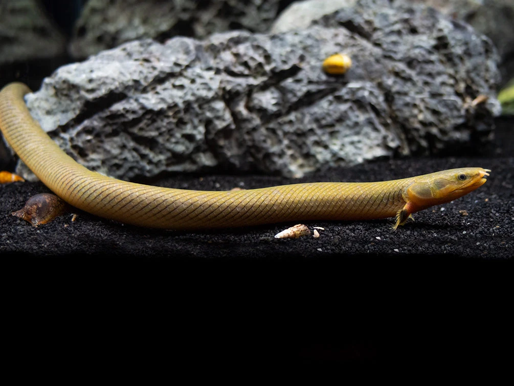 Ropefish AKA Reedfish (Erpetoichthys Calabaricus)