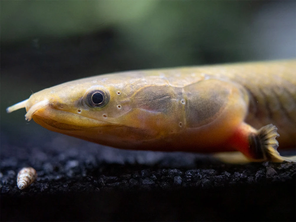 Ropefish AKA Reedfish (Erpetoichthys Calabaricus) - Image 10