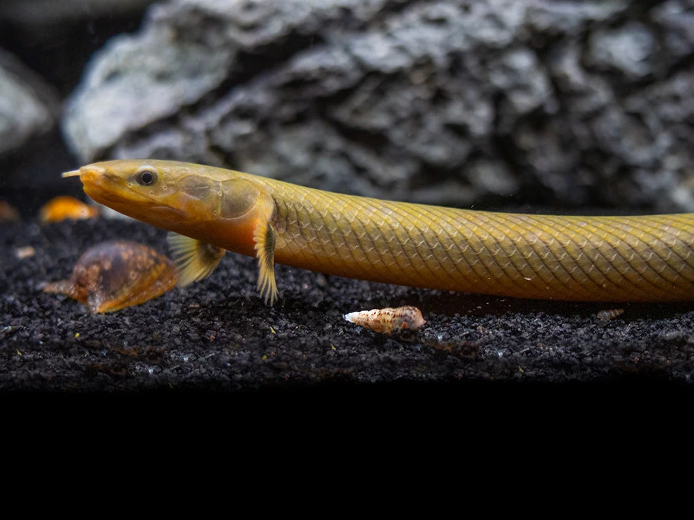 Ropefish AKA Reedfish (Erpetoichthys Calabaricus) - Image 2
