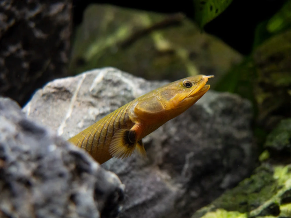 Ropefish AKA Reedfish (Erpetoichthys Calabaricus) - Image 6
