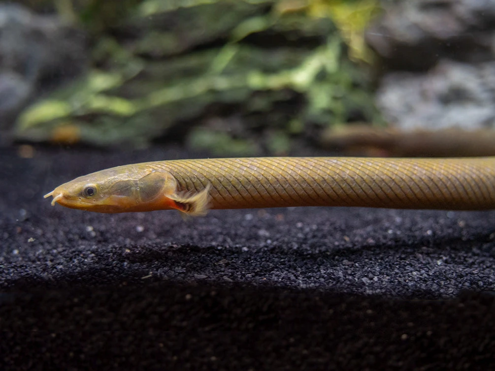 Ropefish AKA Reedfish (Erpetoichthys Calabaricus) - Image 7