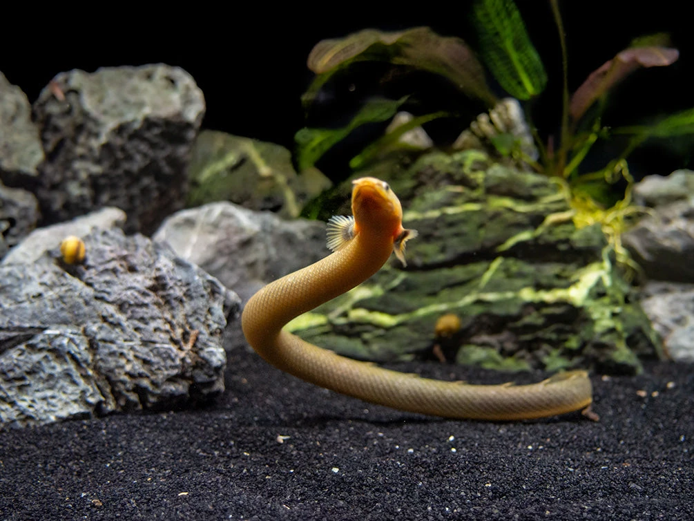 Ropefish AKA Reedfish (Erpetoichthys Calabaricus) - Image 8