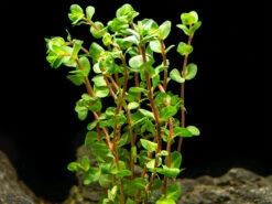 Rose Red Rotala (Rotala Macrandra), Bunch