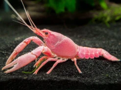 Pink Sakura Clarkii Crayfish (Procambarus Clarkii Var. “Sakura Pink Clarkii”), Tank-Bred