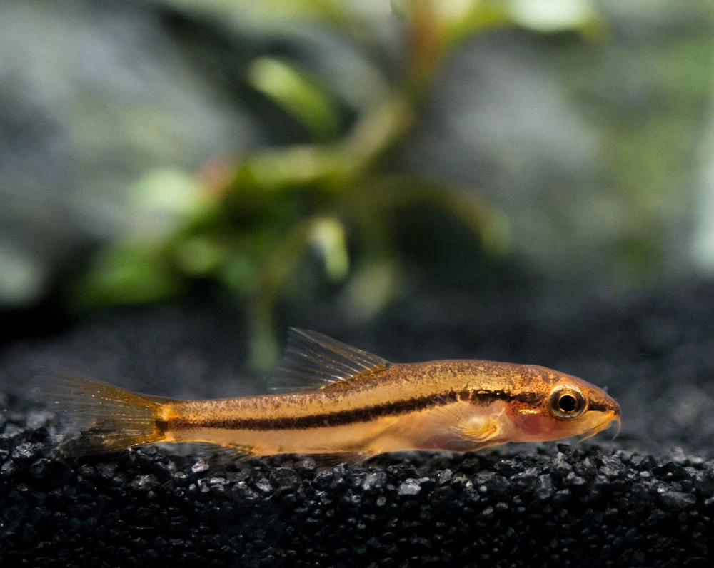 Rosy Loach/Botia (Petruichthys Sp. "Tuberoschistura Arakanensis")