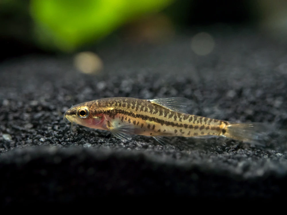 Rosy Loach/Botia (Petruichthys Sp. "Tuberoschistura Arakanensis") - Image 2