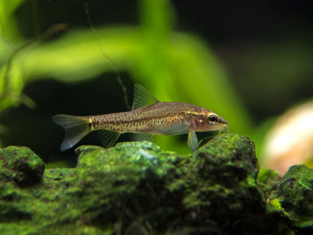 Rosy Loach/Botia (Petruichthys Sp. "Tuberoschistura Arakanensis") - Image 3