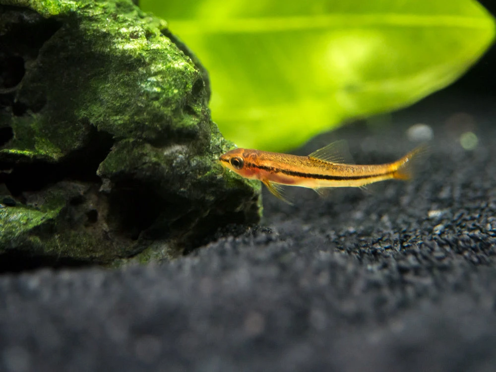 Rosy Loach/Botia (Petruichthys Sp. "Tuberoschistura Arakanensis") - Image 4