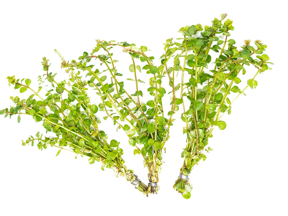 Rotala Indica, Bunched - Image 8