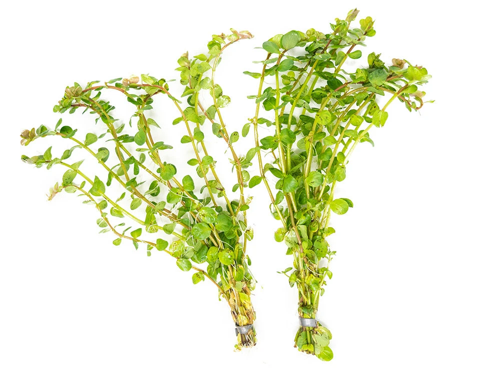 Rotala Indica, Bunched - Image 9