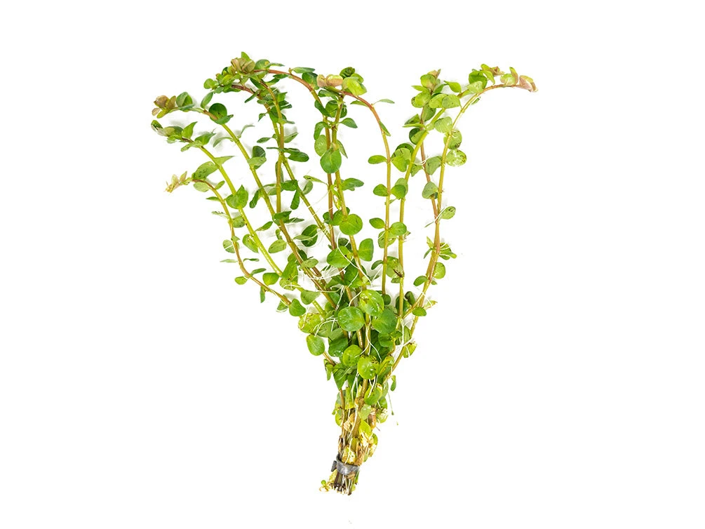 Rotala Indica, Bunched - Image 10