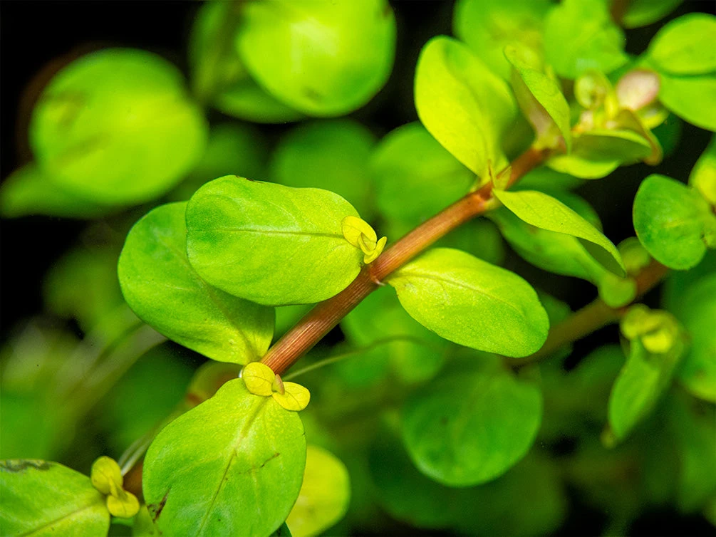 Rotala Indica, Bunched - Image 5