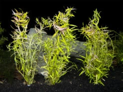 Rotala Orange Juice, Bunch With Lead, Aquatic Arts Grown!