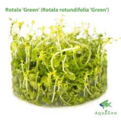 Rotala 'Green' (Rotala Rotundifolia 'Green') Tissue Culture