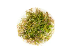 Rotala Vietnam H'ra (Rotala Rotundifolia "Vietnam H'ra") Tissue Culture