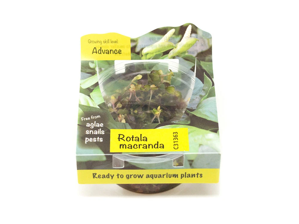 Rose Red Rotala (Rotala Macrandra) Tissue Culture - Image 2