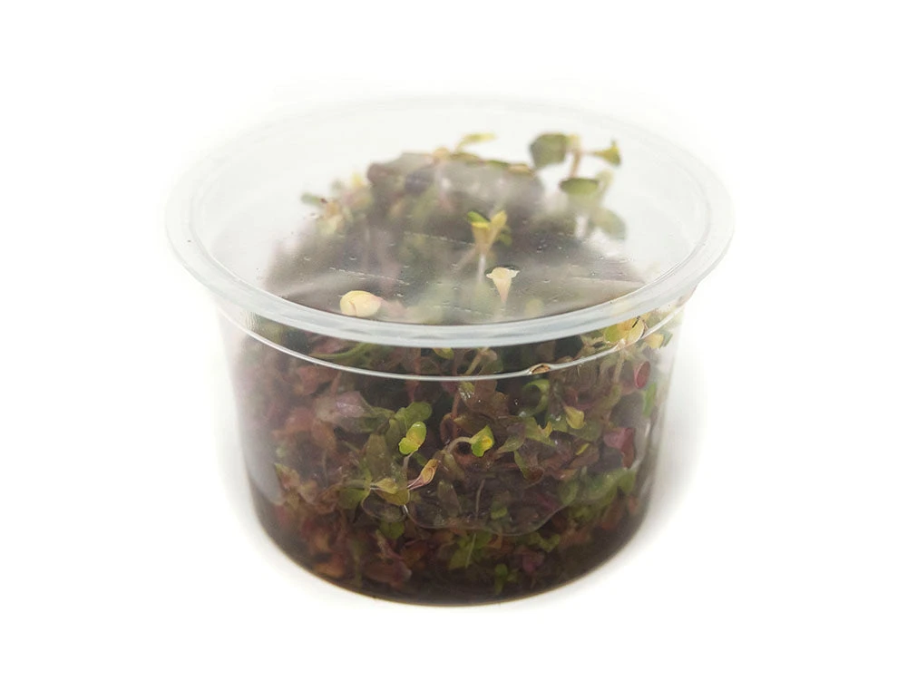 Rose Red Rotala (Rotala Macrandra) Tissue Culture - Image 3