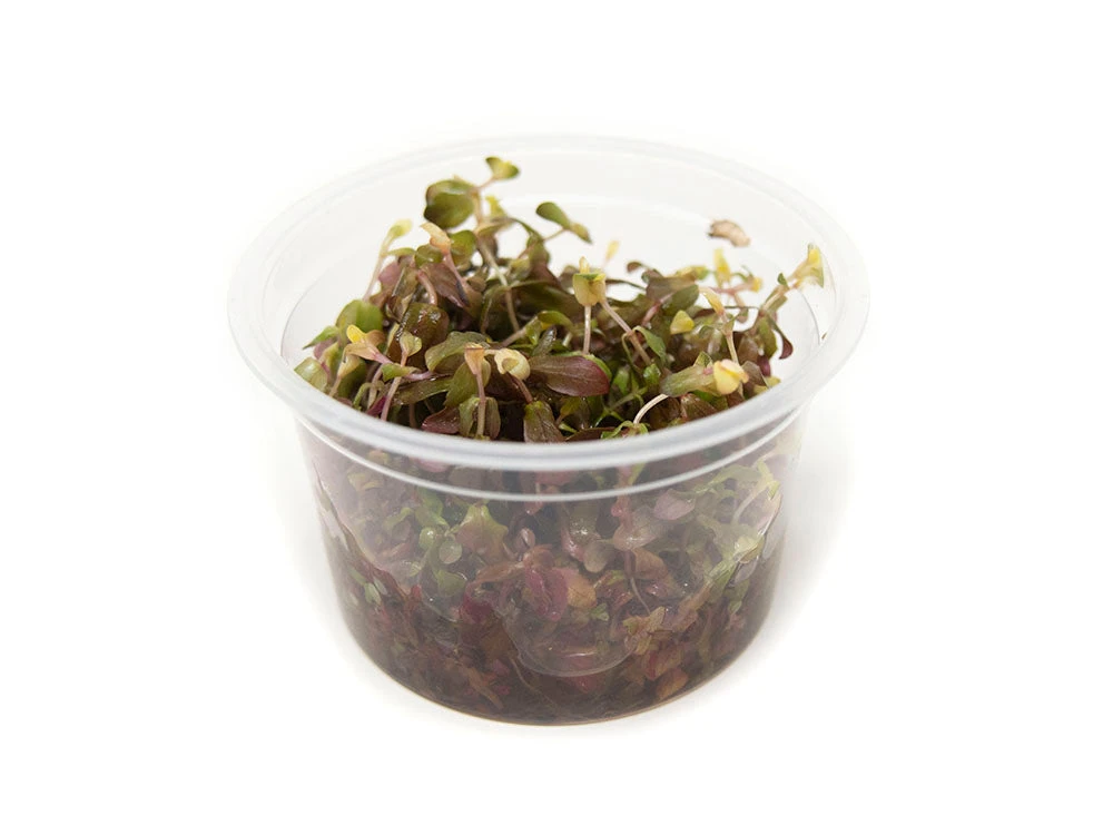 Rose Red Rotala (Rotala Macrandra) Tissue Culture - Image 4