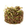 Rose Red Rotala (Rotala Macrandra) Tissue Culture
