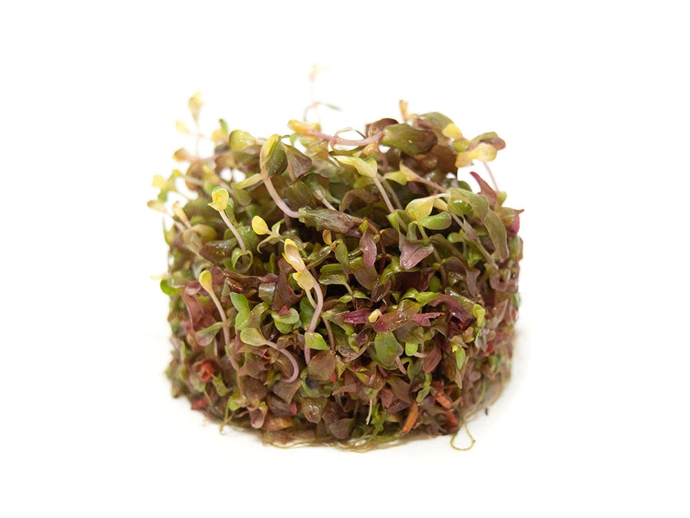 Rose Red Rotala (Rotala Macrandra) Tissue Culture