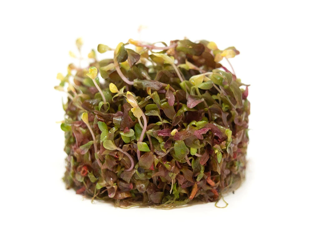 Rose Red Rotala (Rotala Macrandra) Tissue Culture - Image 6