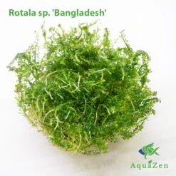 Bangladesh Rotala (Rotala Sp. 'Bangladesh') Tissue Culture
