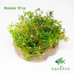 Rotala 'H'ra' (Rotala Rotundifolia 'H'ra' ) Tissue Culture