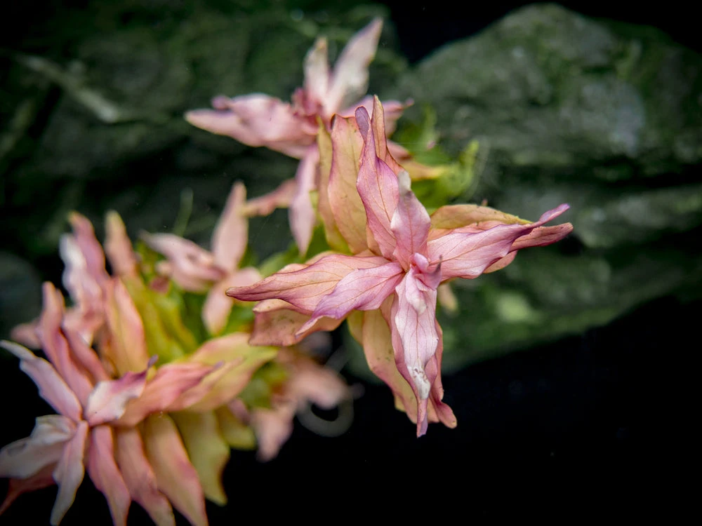 Rose Red Rotala (Rotala Macrandra) Tissue Culture - Image 12