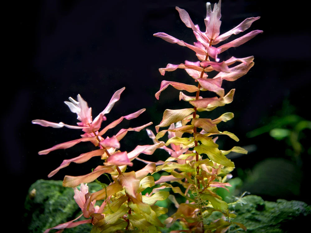 Rose Red Rotala (Rotala Macrandra) Tissue Culture - Image 9