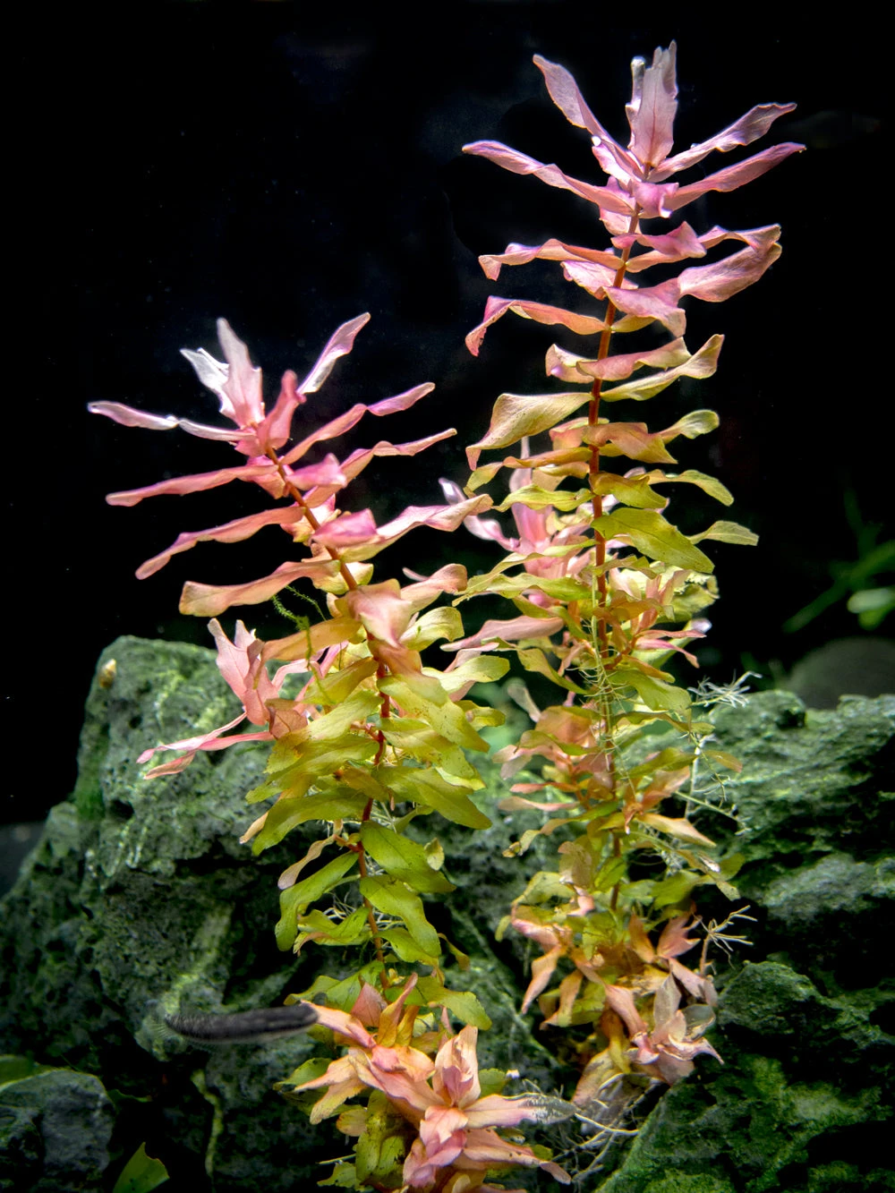 Rose Red Rotala (Rotala Macrandra) Tissue Culture - Image 10