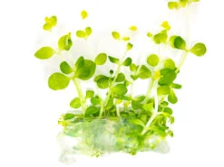 Roundleaf Lindernia (Lindernia Rotundifolia) Tissue Culture