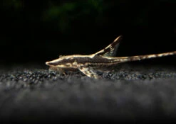 Royal Farlowella (Sturisoma Panamense) Aka Whiptail Catfish - Tank-Bred!