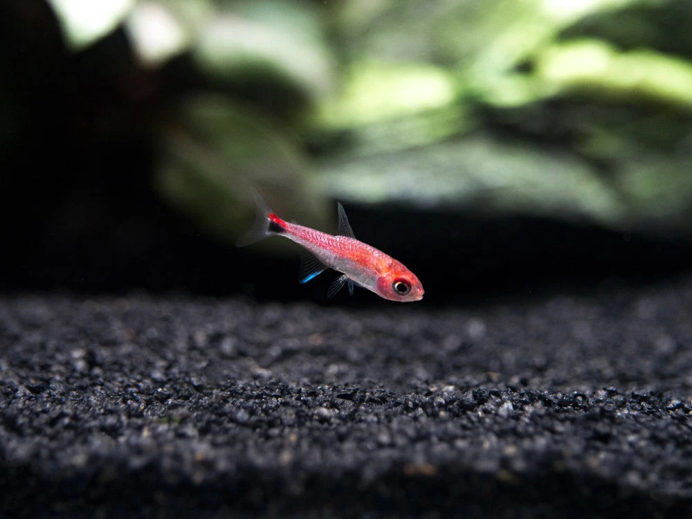 Ruby Tetra (Axelrodia Riesei) - Image 5