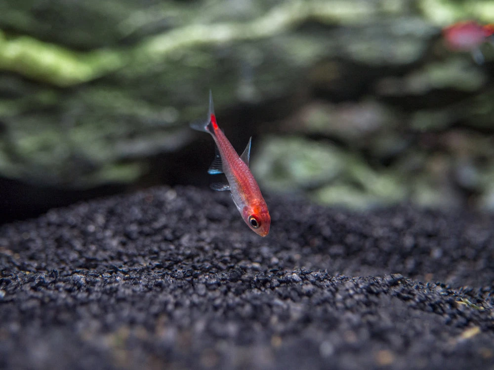 Ruby Tetra (Axelrodia Riesei) - Image 6