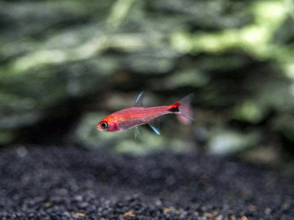 Ruby Tetra (Axelrodia Riesei)