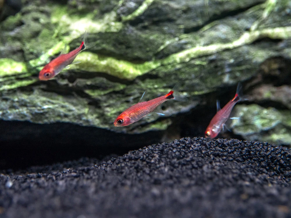 Ruby Tetra (Axelrodia Riesei) - Image 2