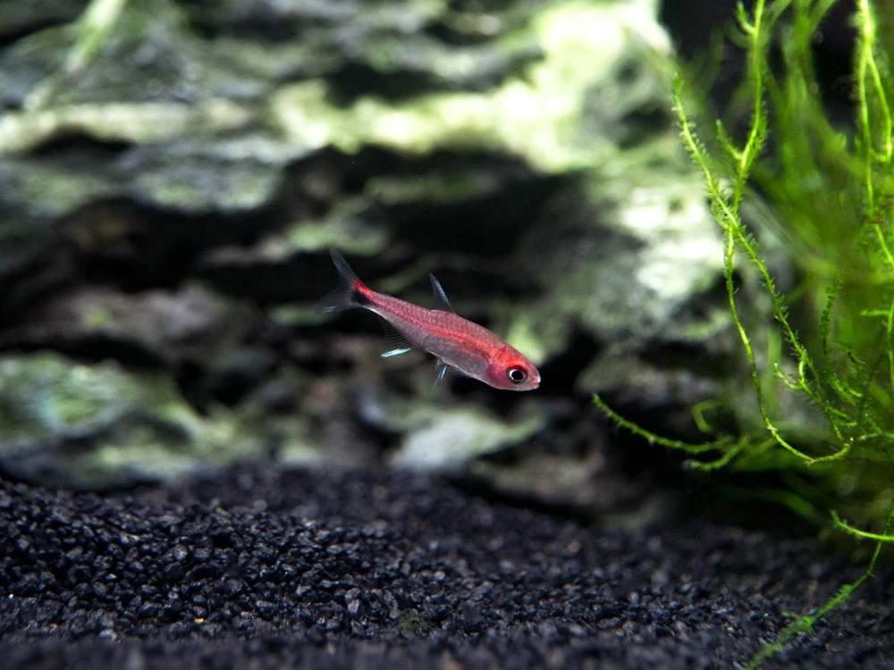Ruby Tetra (Axelrodia Riesei) - Image 3