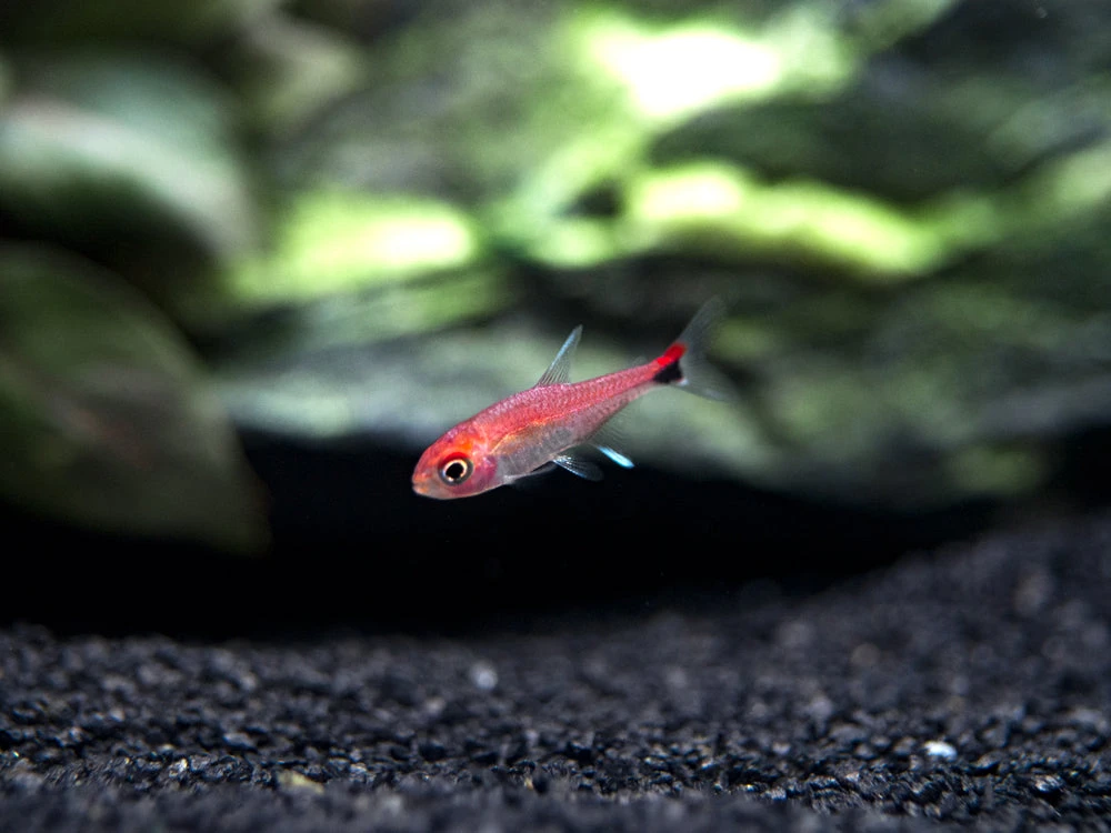 Ruby Tetra (Axelrodia Riesei) - Image 4