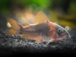 Rust Cory Catfish (Corydoras Rabauti), TANK-BRED!!!