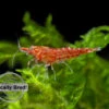 Sakura Red Cherry Shrimp (Neocaridina Davidi), Locally-Bred
