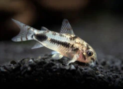 Salt And Pepper Pygmy Cory Catfish (Corydoras Habrosus)
