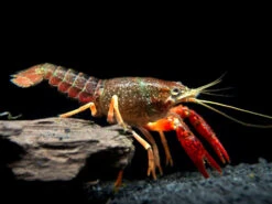 Scarlet Crayfish (Procambarus Clarkii), Tank-Bred