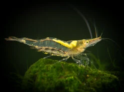 Short Nose Algae Shrimp (Caridina Longirostris)