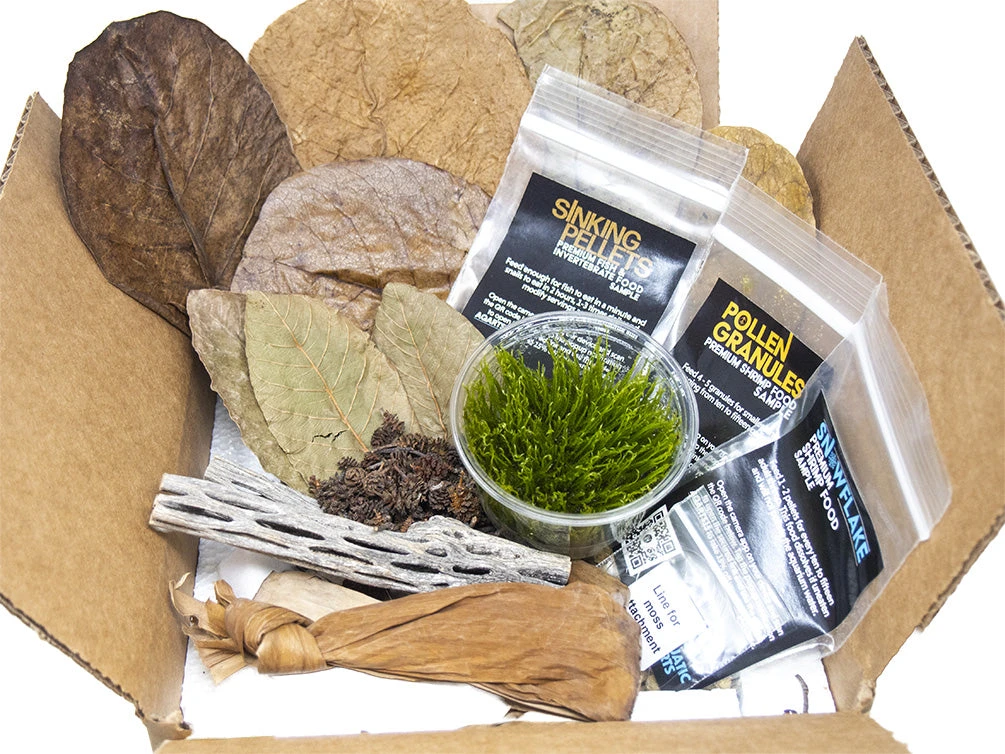 Dream Blue Velvet Shrimp Breeder Combo Box - Image 2