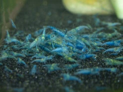 Shrimp Envy - Complete Envy Shrimp Food