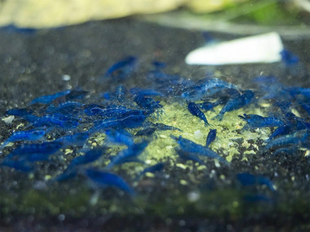 Shrimp Envy - Sample Pack - Image 6