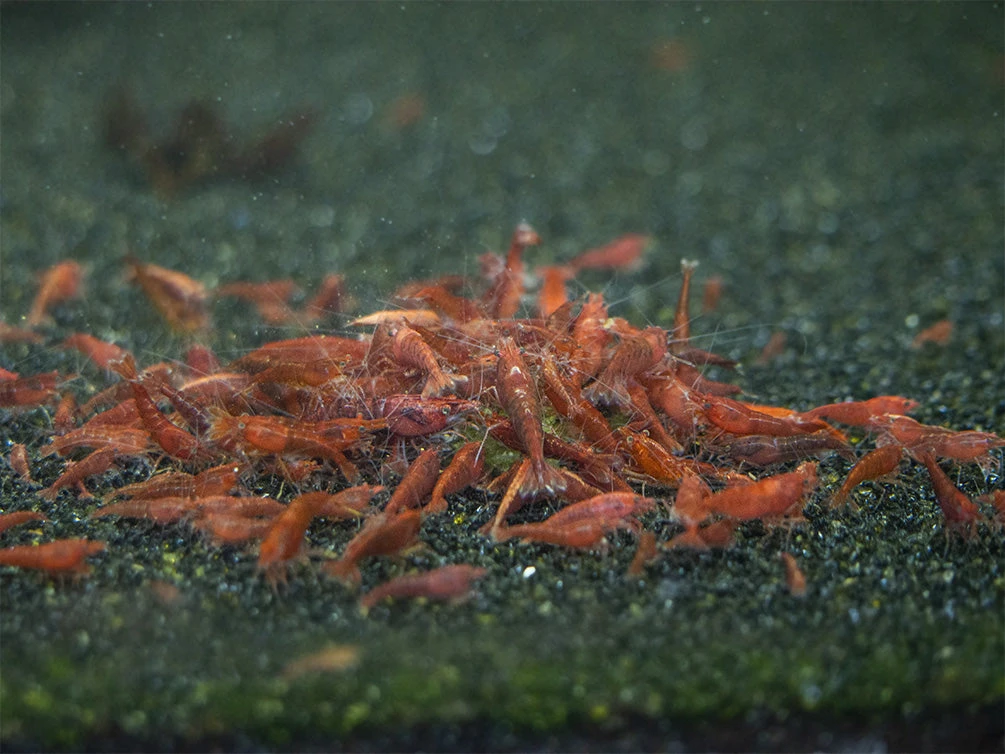 Shrimp Envy - Sample Pack - Image 5