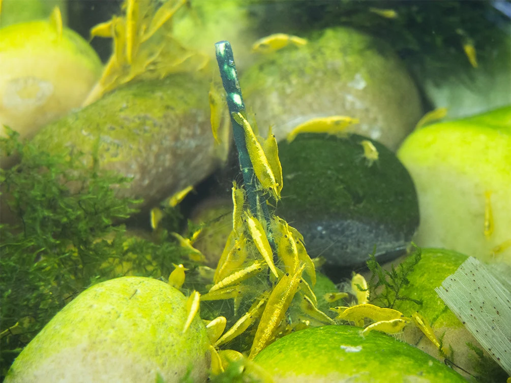 Shrimp Envy - Sample Pack - Image 7