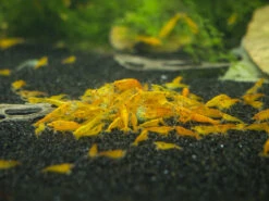 Shrimp Envy - Shell Envy Mineral Shrimp Food