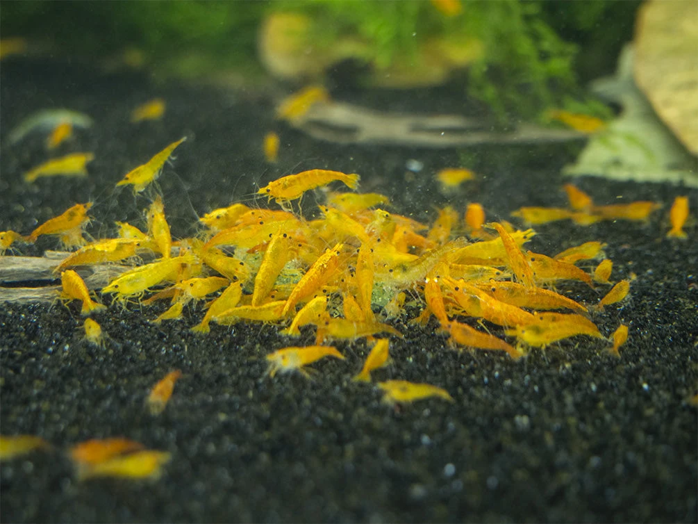 Shrimp Envy - Sample Pack - Image 3